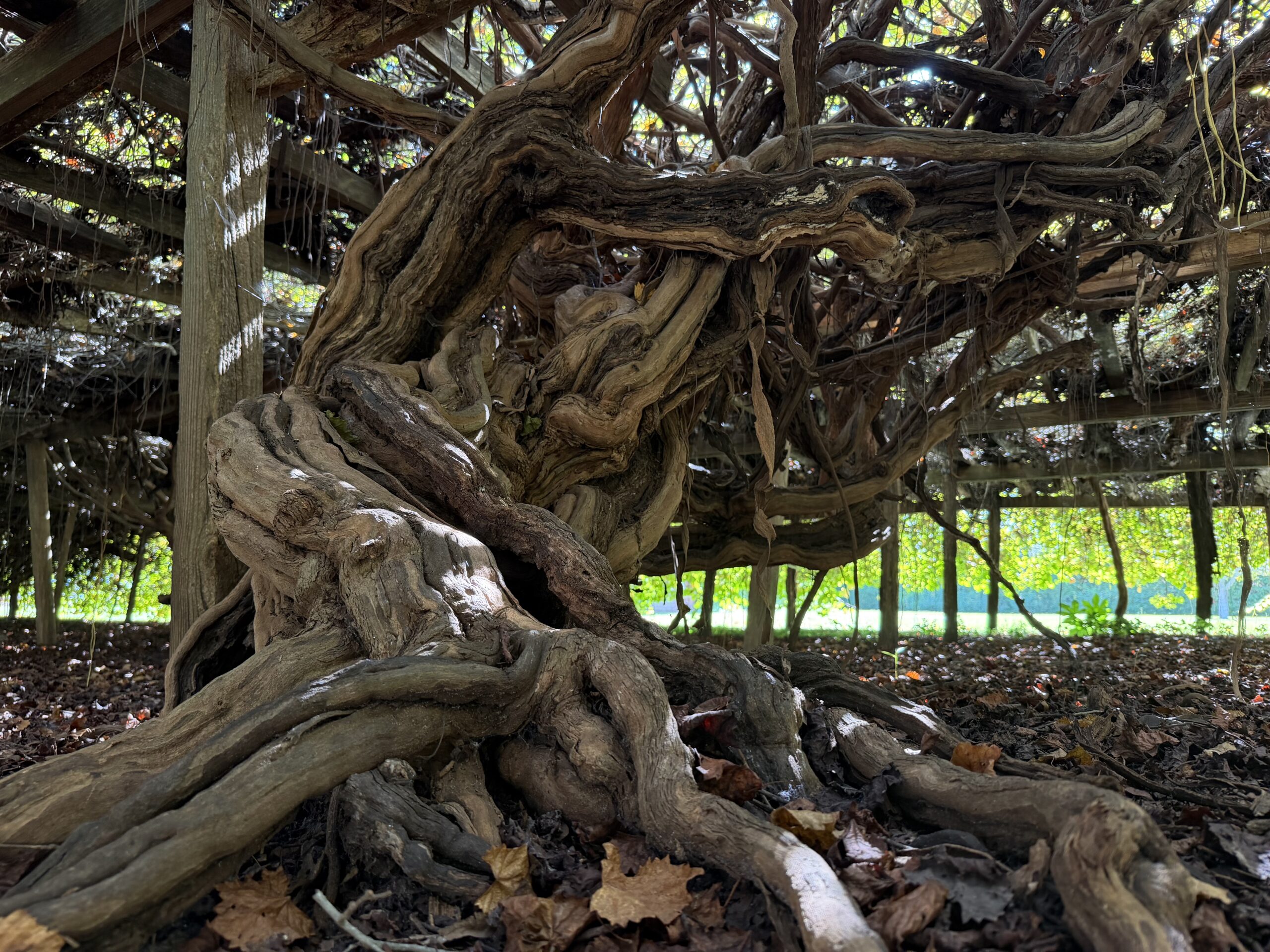 The Mother Vine